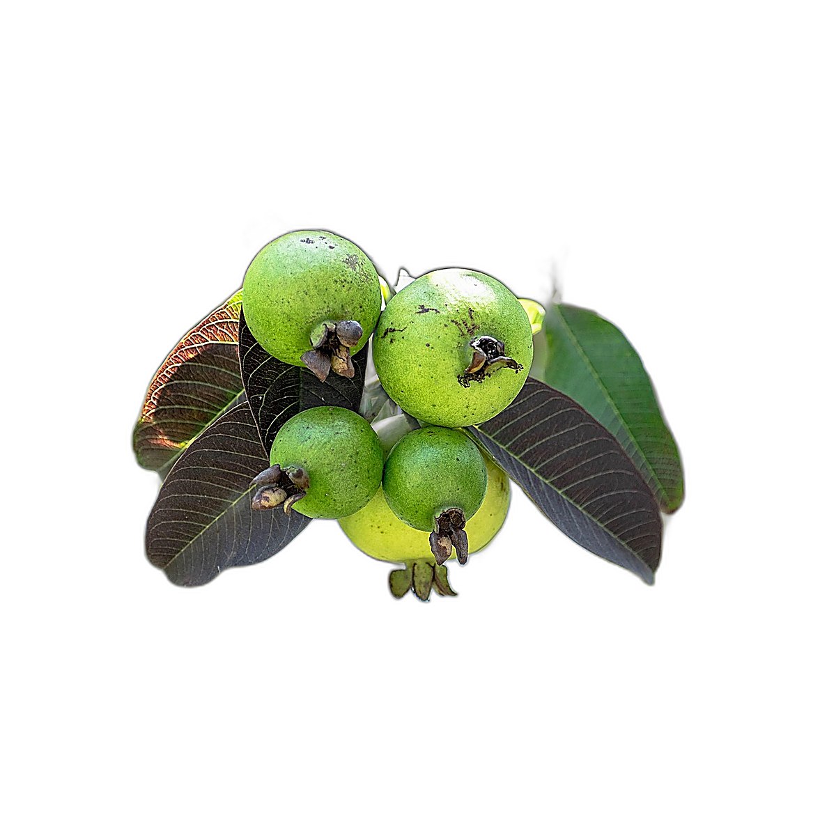 Guava