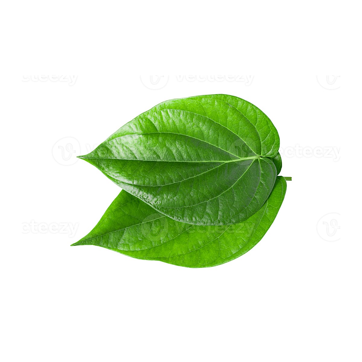 Beetel Leaves