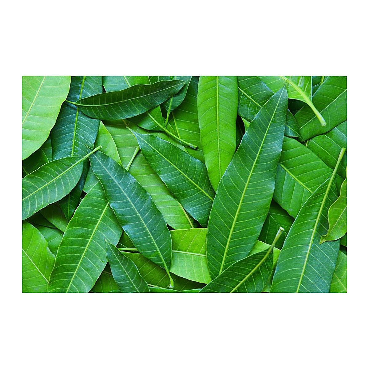 Mango Leaves