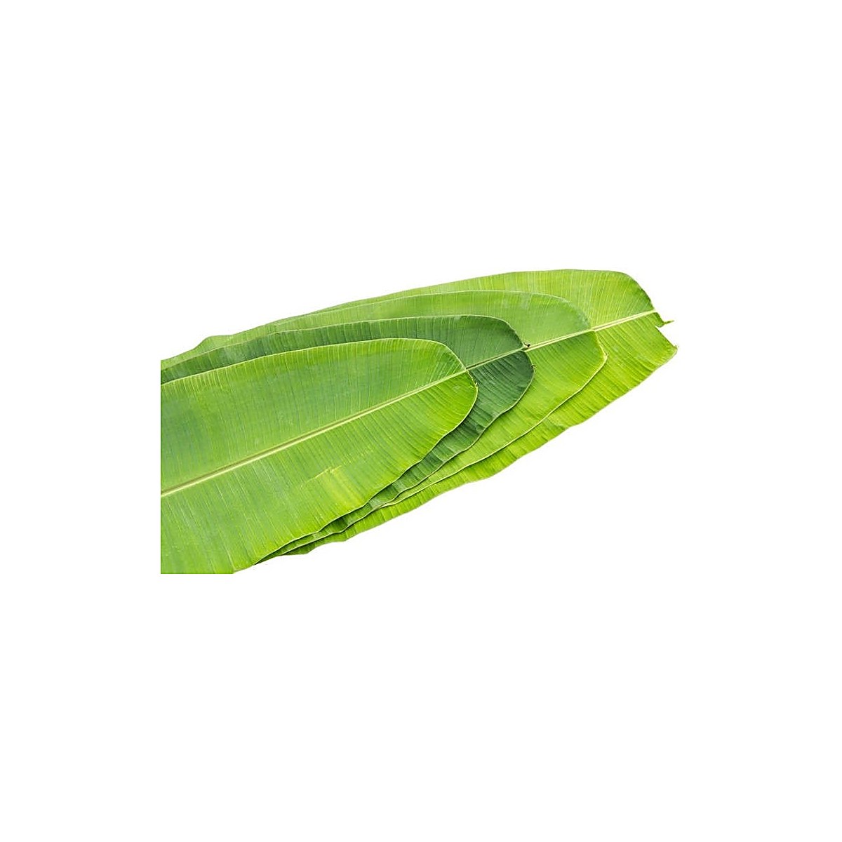 Banana Leave