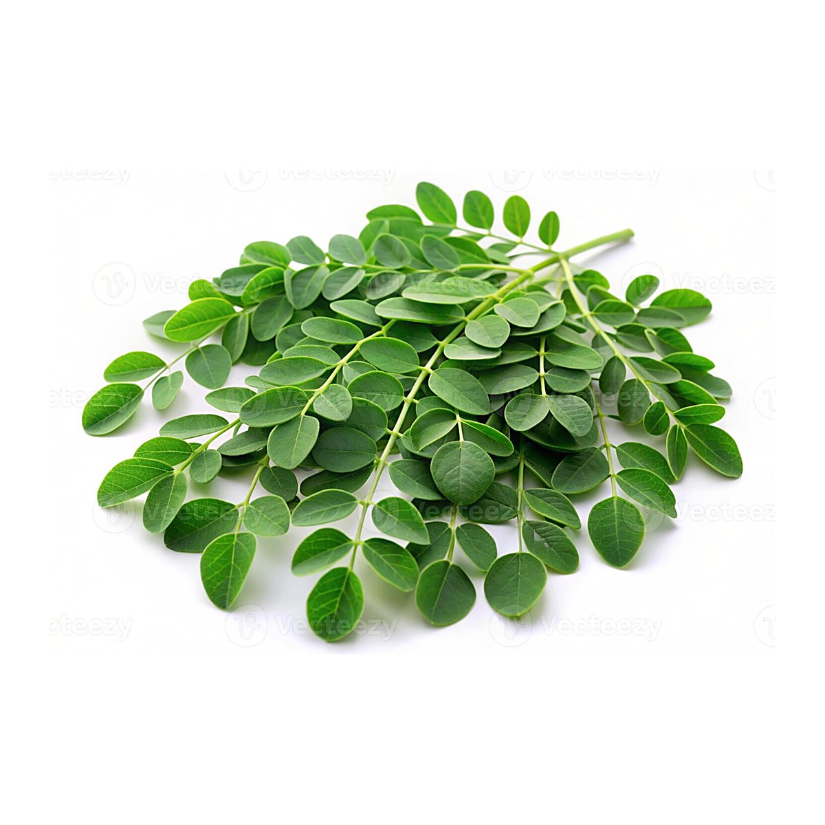 Moringa Leaves