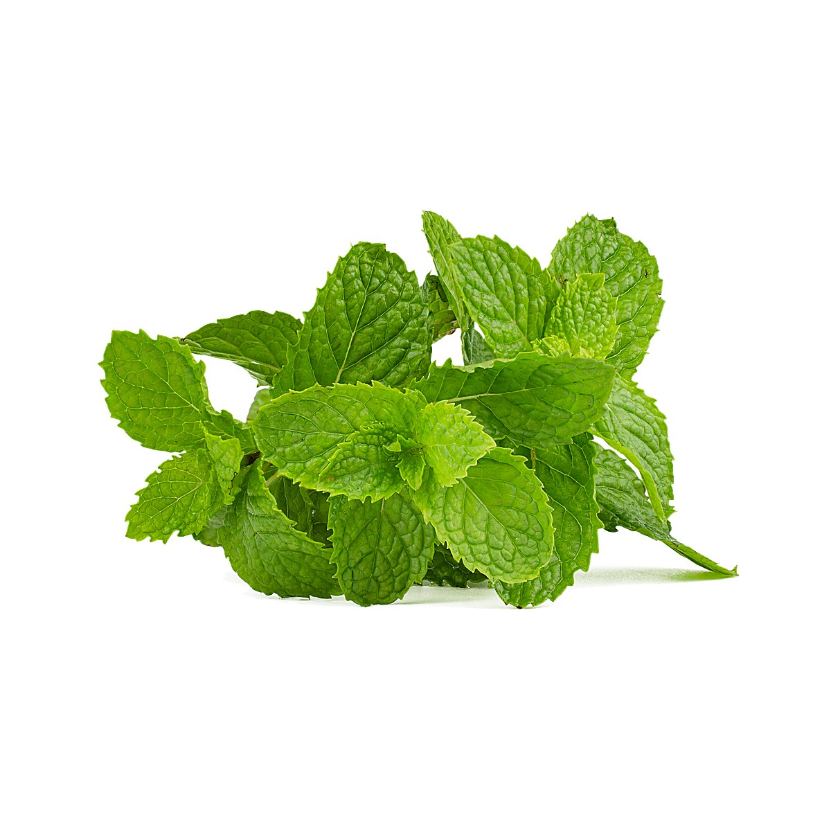 Mint Leaves