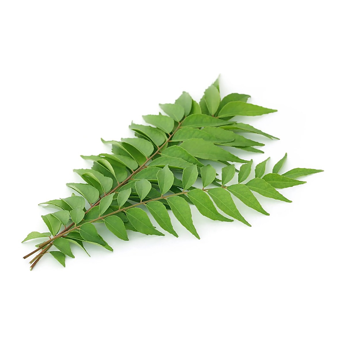 Curry Leaves