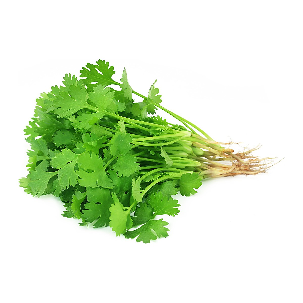 Coriander Leaves