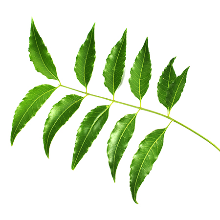 Neem Leaves